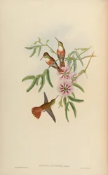Amazilia leucophaea = Amazilia amazilia leucocephala